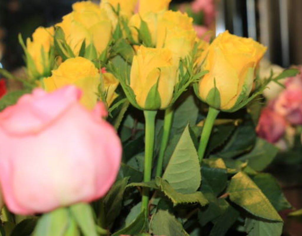 mosman flower delivery